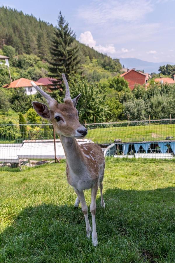 Tihiat Kut Complex Otel Köstendil Dış mekan fotoğraf